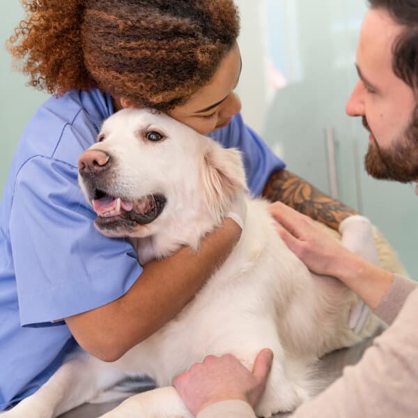 vet helping a dog